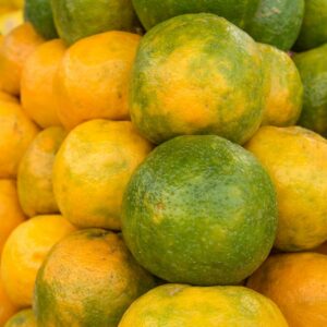 Tangerine Fruit Seedling