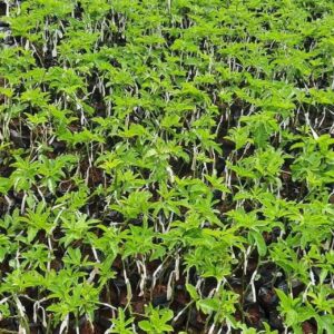 Grafted Passion Fruit Seedlings