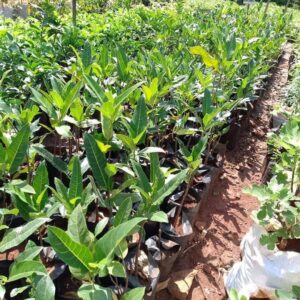 Jackfruit Seedlings
