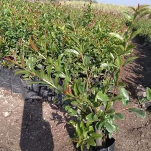 Pomegranate Seedlings