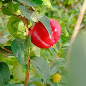Brazilian Cherry Seedlings