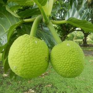 Breadfruit Seedlings