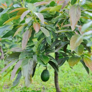 Certified Grafted Hass Avocado Seedlings