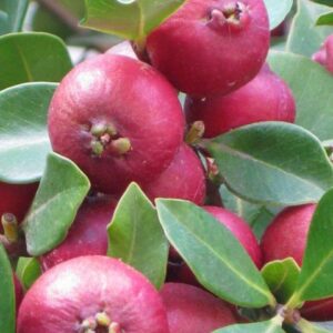 Cherry Guava Seedlings
