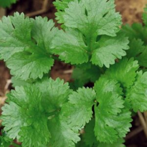 Coriander Dania Seeds – 250g