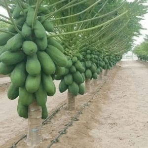 Dwarf PawPaw (Papaya) Seedlings
