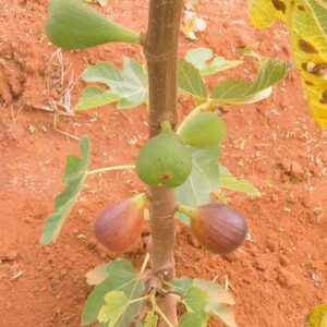 Fig Fruit Seedlings