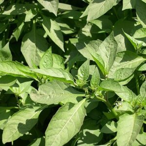 Giant Nightshade (Managu)