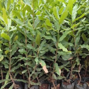 Grafted Macadamia Seedlings (MRG20)