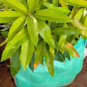 Grafted Mango Seedlings