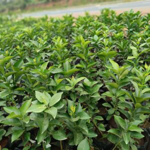 Grafted Pixie Orange Seedlings
