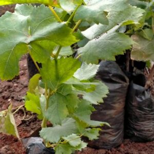 Grapes Seedlings