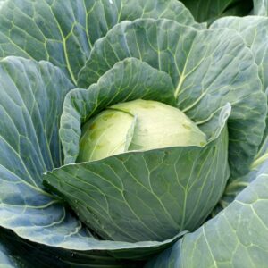 Hybrid Cabbage Pretoria F1