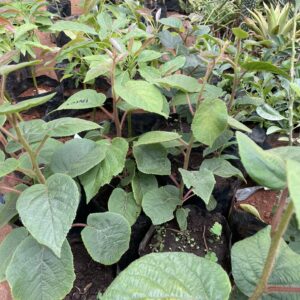 Kiwi Seedlings