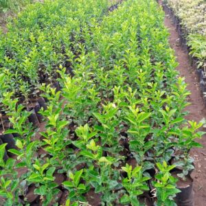 Lemon Seedlings
