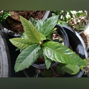 Loquat Seedlings