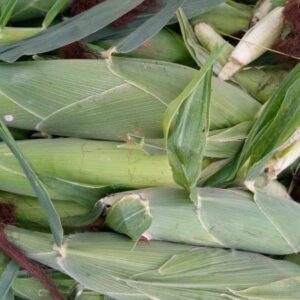 Maize H629 Highland (2kg)