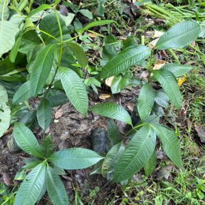 Mangosteen Seedlings