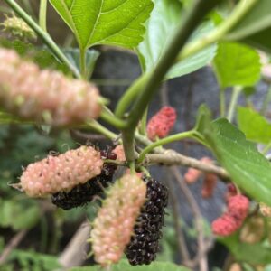 Mulberry Seedlings