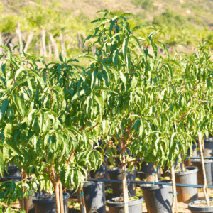 Nectarine Seedlings