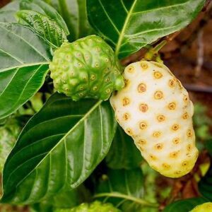 Noni Fruit Seedlings