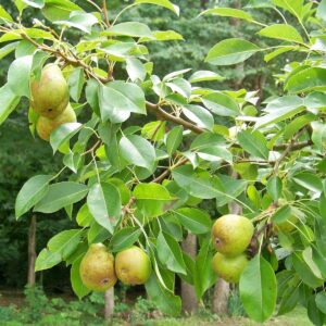 Pears Seedlings