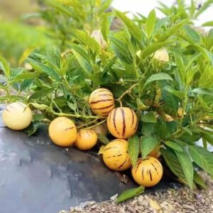 Pepino Melon Seedlings