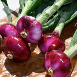 Red Creole Onion