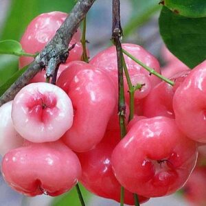 Rose Apple Seedlings