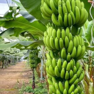Tissue Culture Banana Seedlings