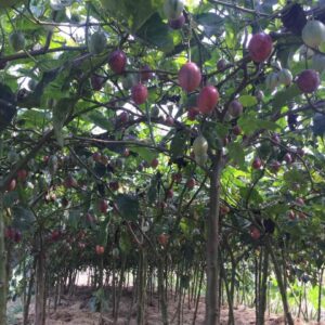 Tree Tomato Seedlings