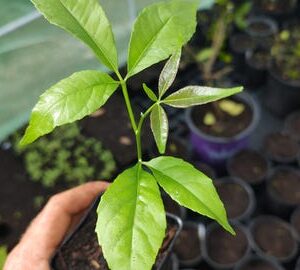 White Sapote Seedlings