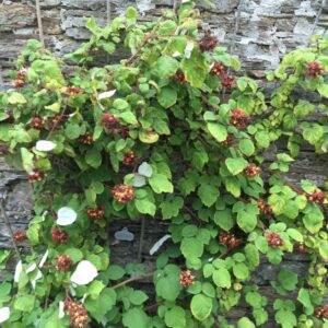 Wineberry Seedlings