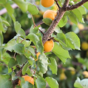 Apricot Seedlings