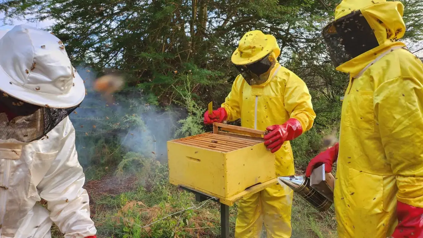 Organic Beekeeping Booms in Taita Taveta as Farmers Shift to Chemical-Free Honey
