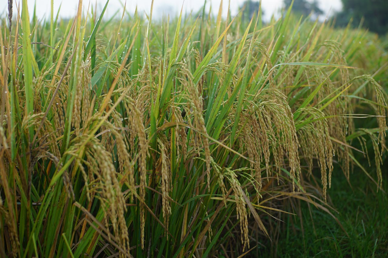 Vibrant rice plants glistening with morning dew in a serene outdoor field setting.